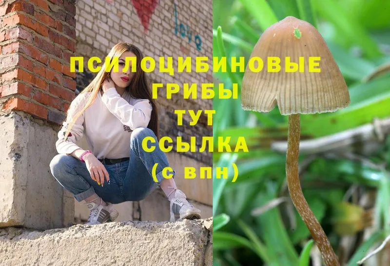 Псилоцибиновые грибы MAGIC MUSHROOMS  купить  сайты  кракен ССЫЛКА  Кремёнки 